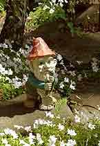 Gnome